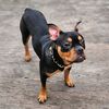 reddog0007