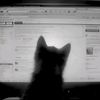 soy___gato___gordo