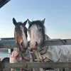 _chesterthepony_