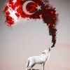 emirhankoca5329