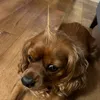 winnie.the.ruby