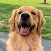jettsongoldenretriever