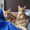 thehorrorcats