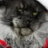 Mainecoonduplateaupicard