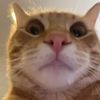 axelotlsquish