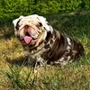 High Cotton Bulldogs