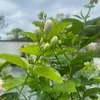 van070482