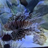 lion_fish