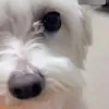 oramimik_cham