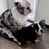 peachcobblerbulldogs