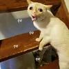 p_k_nnn