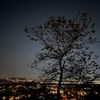 daisum_lm