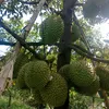 vantruong1280