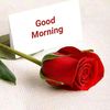 noorhassan7472