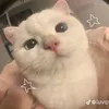 .daniicakess