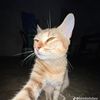 amir