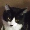 animalsandlifelif