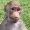 ._thethree._monkeys
