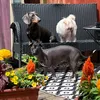 monaandthemunchkins