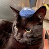 jewishkitties