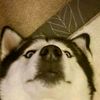 itsmcat