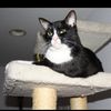 crazycatluver123