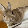 まるこ