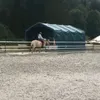 dressagepony