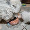 lovemyoldenglishsheepdog