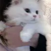 luna_e86