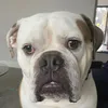 dognuts121