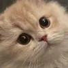 kimngan_00000