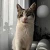 _ola2221