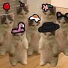 pimphamm