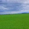 bietdoixanh