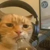 nneko_0