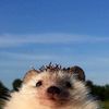 dmitryalonee
