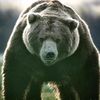 bear_king58
