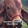 kethongtriloaibo_0909