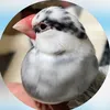 hello_mochi3