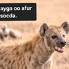 alisamahig