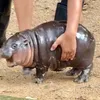 asapmorgg