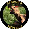 Shadow’s Reptiles