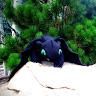 zanysc_521