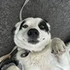 aideen_gribb