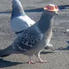 pigeonmate007