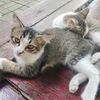 rifin_