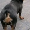 leblankata