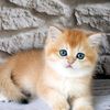 kitty.maniz