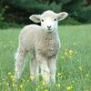 sheeplover_428